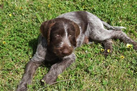 german wirehaired pointer dog breeds facts advice pictures mypetzilla uk