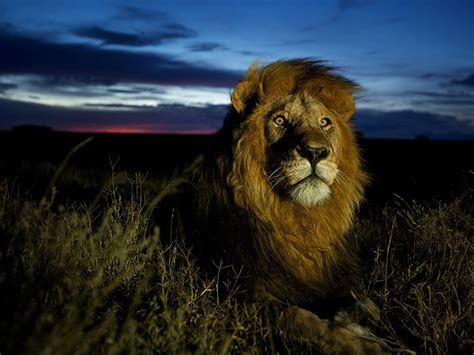 C Boy A Male African Lion Rests On The Savanna At Twilight In
