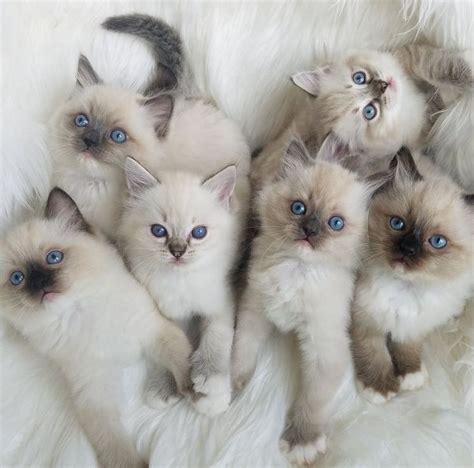 Pin By Amy Harmeier On Ragdoll Cats Cute Baby Cats Kittens Cutest
