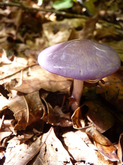 95 North Carolina Mushroom Hike Mushroom Hunting And Identification