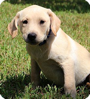 Prior to filling out the adoption application please take a moment to consider the labrador retriever breed. Glastonbury, CT - Labrador Retriever/Boxer Mix. Meet ...