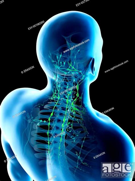 3d Rendered Illustration Of A Mans Lymph Nodes Of The Back And Neck