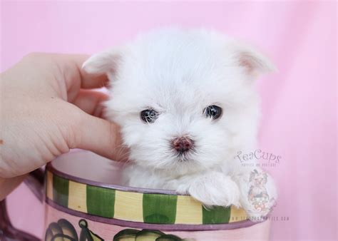 All our maltese puppies for sale are paper trained prior to leaving!!! Maltese Puppies South Florida | Teacups, Puppies & Boutique