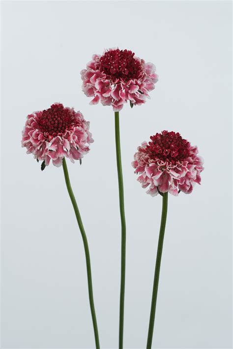 Scabiosa Marshmallow Scoop High Quality Cut Flowers Danziger