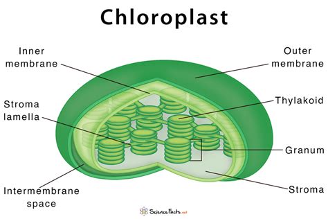 Chloroplast Definition Structure Functions With Diagram