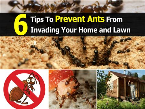 6 tips to prevent ants from invading your home and lawn