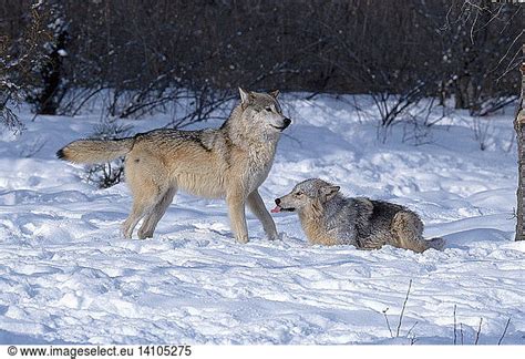 Wolf Behavior Wolf Behavioralphaappeasementcanisdominance Behavior