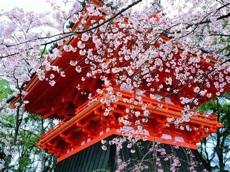 Natural Scene Of Kyoto City Japan