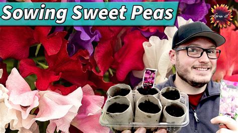 How To Sow Sweet Peas The Easiest Way Sweet Pea Growing For Beginners