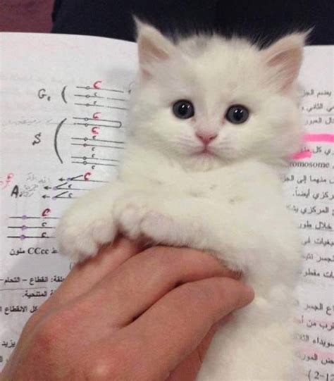 These 15 Kitties Think They Make The Purrfect Bookmark