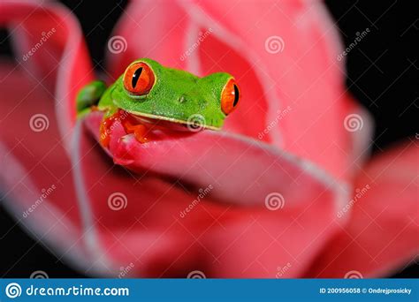 Beautiful Amphibian In The Night Forest Exotic Animal From America On