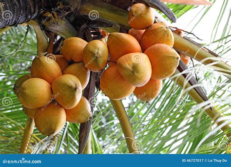 Red Coconut Stock Image Image Of Branch Agriculture 46727017