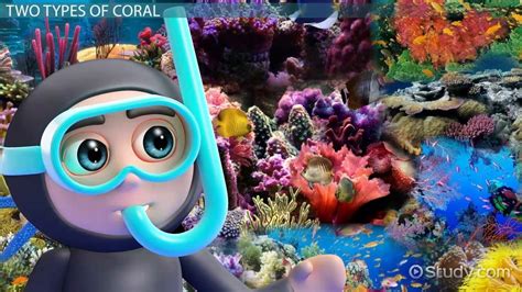 Coral Reef Lesson For Kids Video And Lesson Transcript