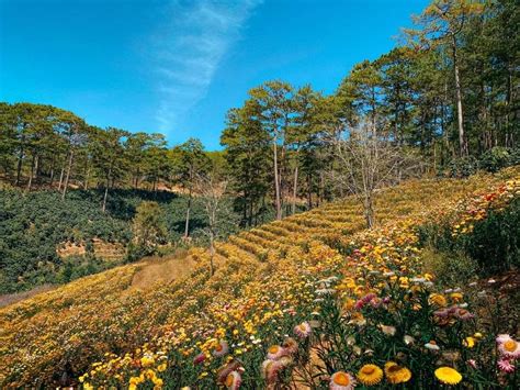 Vườn Hoa Đà Lạt 10 Bức ảnh đẹp Mê Hồn để Bạn Sống ảo Ngay