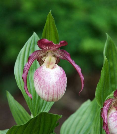 Cypripedium Kentucky Pink Blush Lady S Slipper Orchid