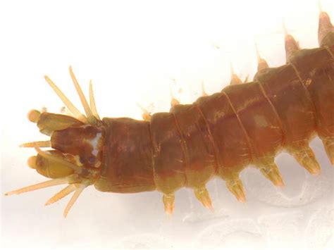 Nereis Pelagica Slender Ragworm Marine Worm Images