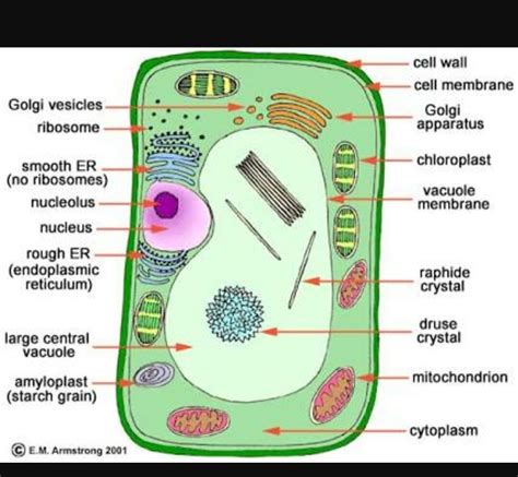 (3) part of the cell function a b c (b) describe what happens to the bacterium after it has been ingested by the white blood cell. Plant Cell Drawing With Labels at GetDrawings | Free download