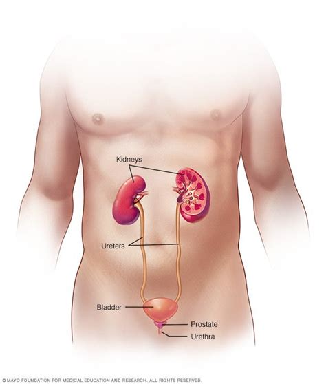 All organs of the body work in sync to form about a dozen organ systems. Kidney stones Disease Reference Guide - Drugs.com