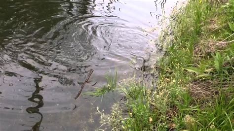 Brown, brook tiger and rainbow trout are catchable from a small boat or from the shoreline. Kent lake fishing - YouTube