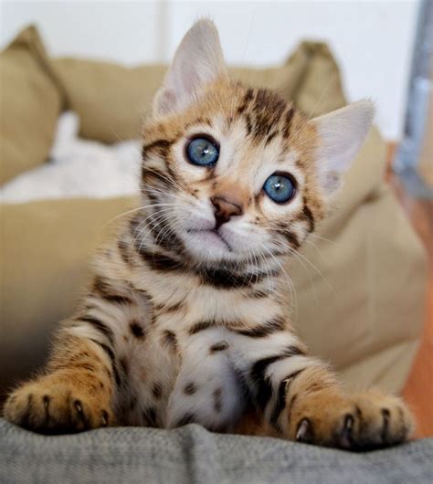 Bengal Katze Baby