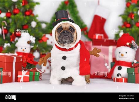Funny French Bulldog Dog In Snowman Costume Next To Christmas Tree And