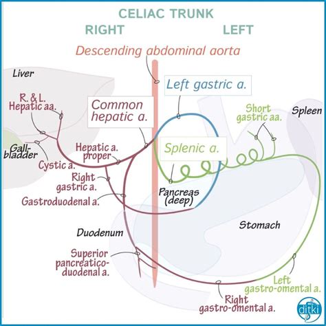 The Celiac Trunk It Looks Overwhelming But We Walk You Through It