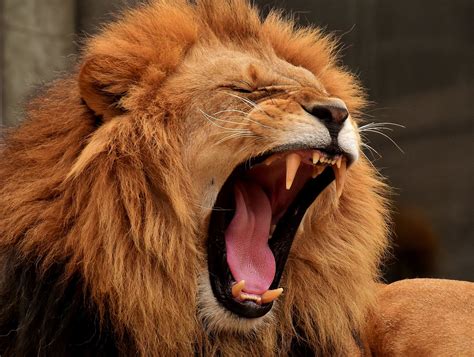 Yawning Lion Buy Merch With This Beautiful Image By