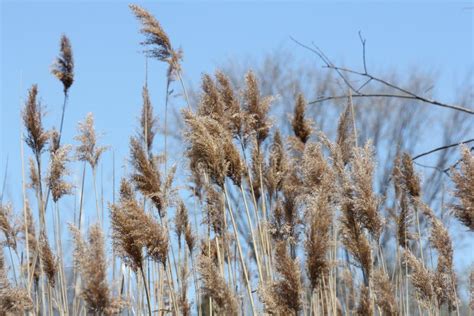 Phragmites Australis Invasive Plant Stock Photo Image Of Marsh Plant