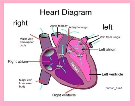 Human Heart Anatomy Chart