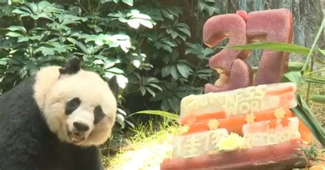 Worlds Oldest Panda Celebrates 37th Birthday With Special Bamboo Cake