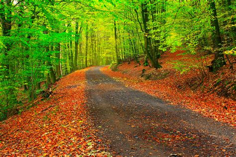 Wallpaper Autumn Path Forest Trees 2048x1365 Wallpaperup