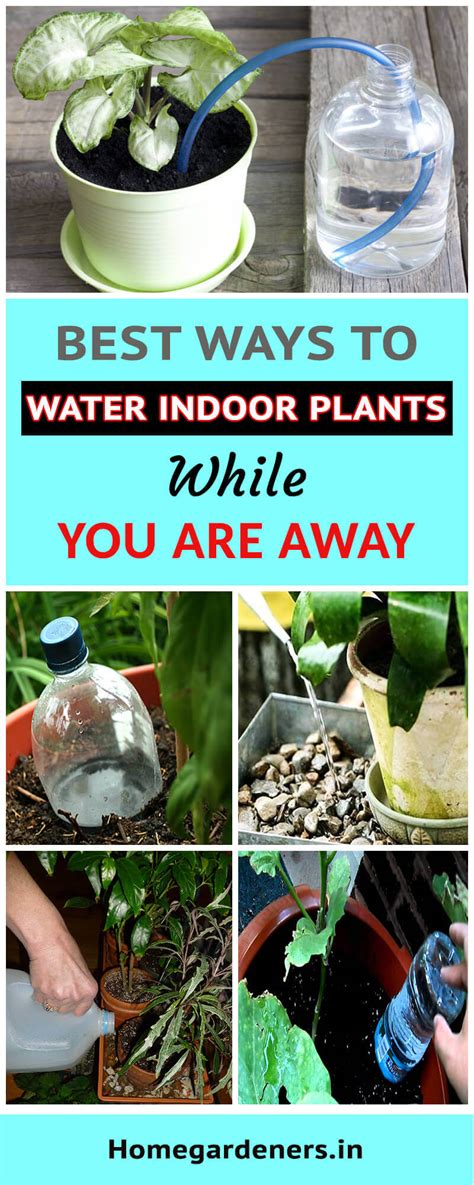 These hacks will help you! Best ways to Water Indoor Plants while you are Away - Home ...