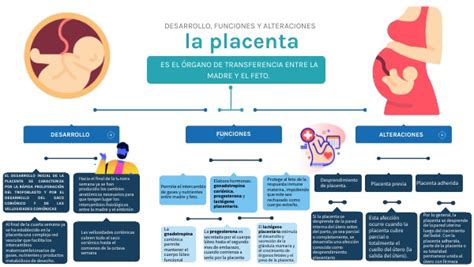 mapa conceptual desarrollo funciones y alteraciones de la placenta