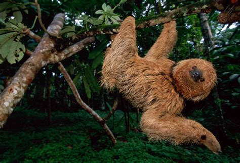 Why Sloths Are Endangered And What We Can Do