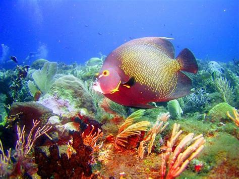 Marine Fish Bing Images Under The Sea Pinterest