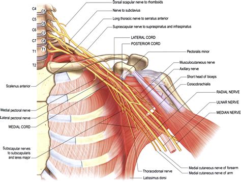 References In Adult Brachial Plexus Injury Orthopedic Clinics