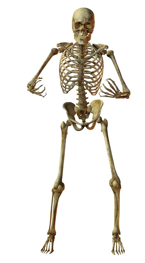 Esqueleto Humano Esqueleto Cuerpo Humano Imagen Png Imagen Reverasite