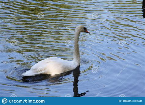 Lonely White Swan Floating On The Water Stock Photo Image Of Waving