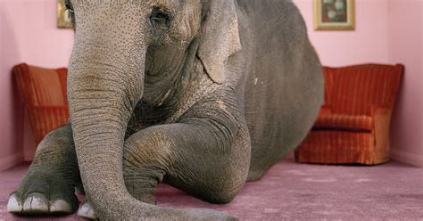 The Elephant In The Room This Holiday Season—commentary