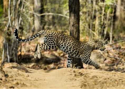 Bandhavgarh National Park Wildlife Safari In India