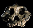 Paranthropus aethiopicus (KNM-WT 17000) Photograph by Science Photo Library