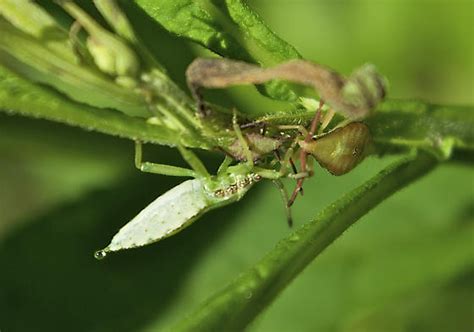 Strange Insect Piezogaster Bugguidenet