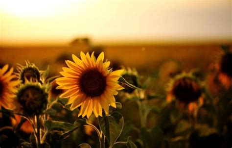 Karena penampang bunga ini selalu setia mengikuti arah matahari bersinar. Arti Bunga Matahari | AsmaraKu