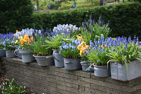 Growing Bulbs In Outdoor Containers Garden Bulb Blog