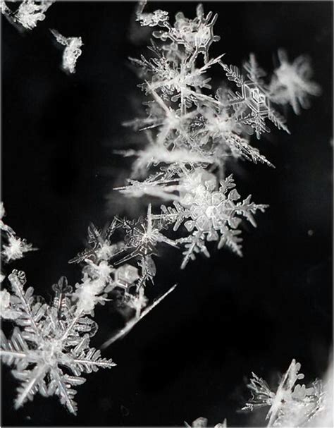 17 Best Images About Snowflakes On Pinterest Snowflakes Macro Photo