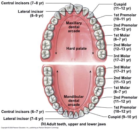 Mouth Teeth Name In Human Health Images Reference