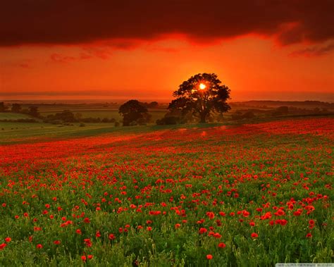 Beautiful Summer Landscape Ultra Hd Desktop Background