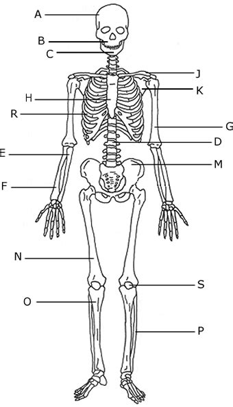 Your legs are two of your most important body parts. human vs bird skeleton | Human skeleton, Human bones