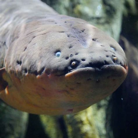 11 Quick Facts About Electric Eels Factopolis