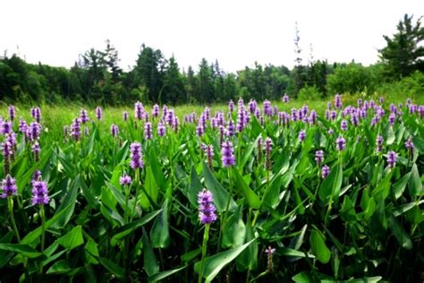 Wild Flowers In Algonquin Park Canada Photo Print 8 X 6